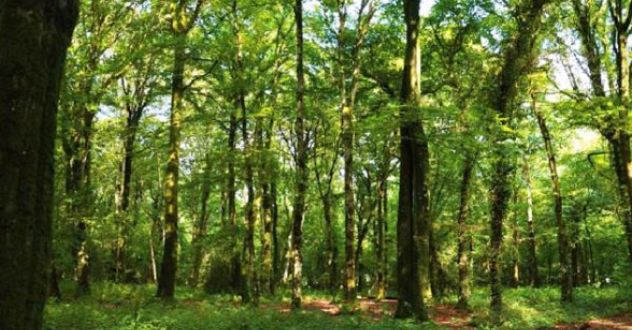 Kerautret-forest